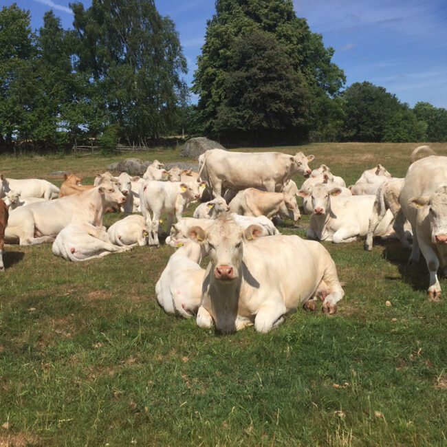 Kor på besök i Börsebo