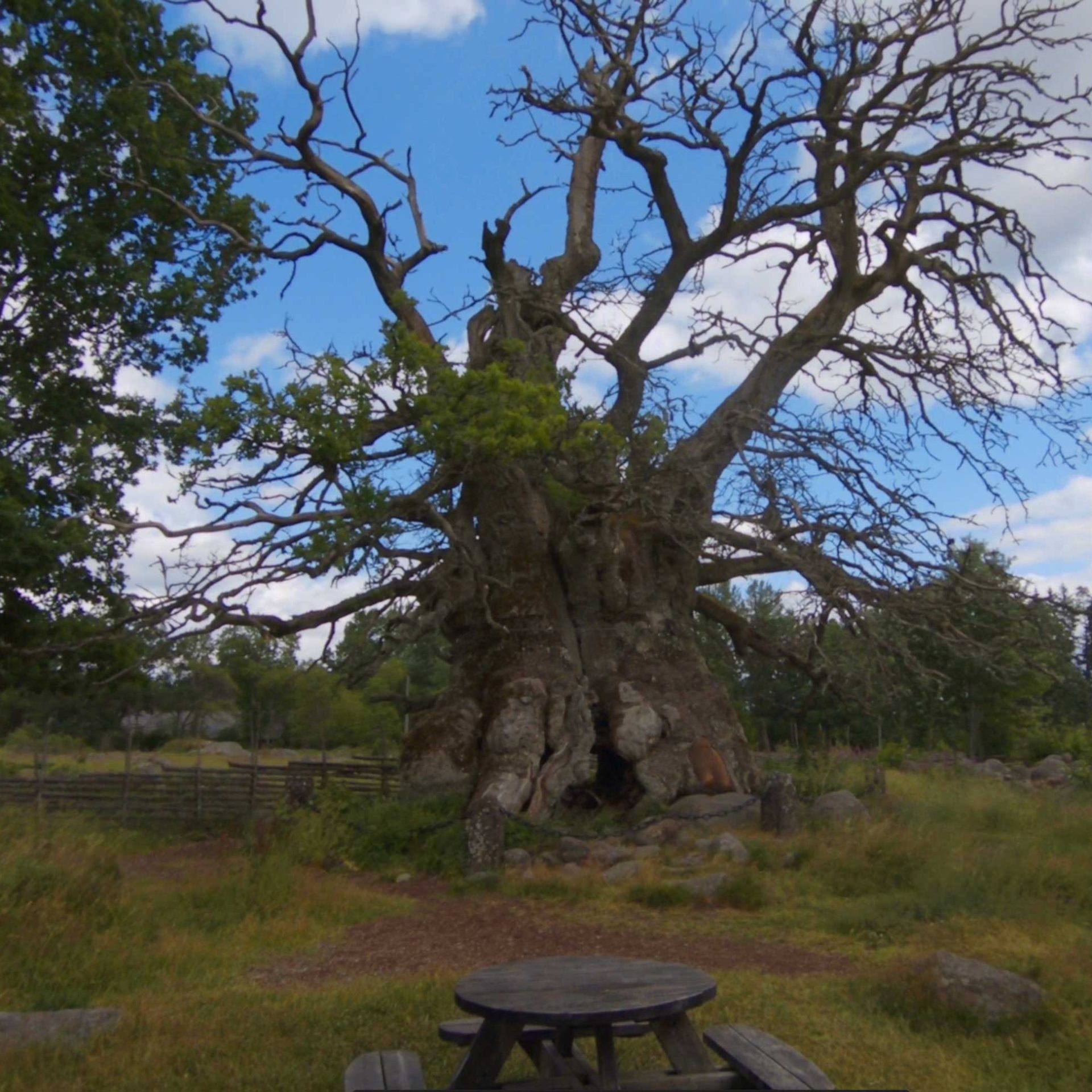 Kvilleken bakom bordet
