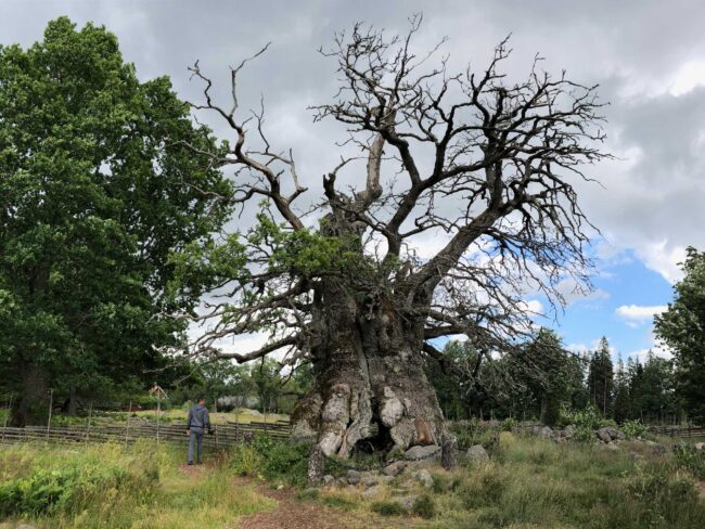 Den gamla eken "Kvilleken"