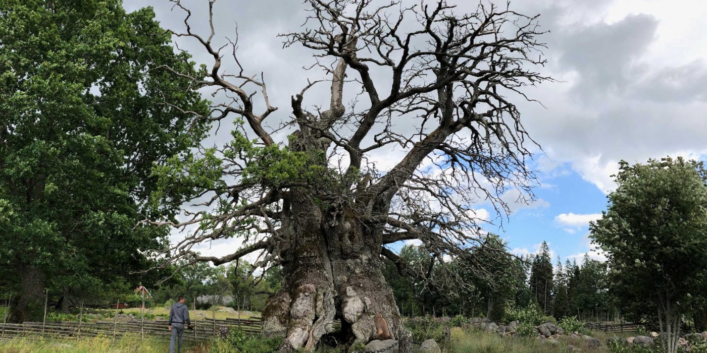Kvilleken i Rumskulla