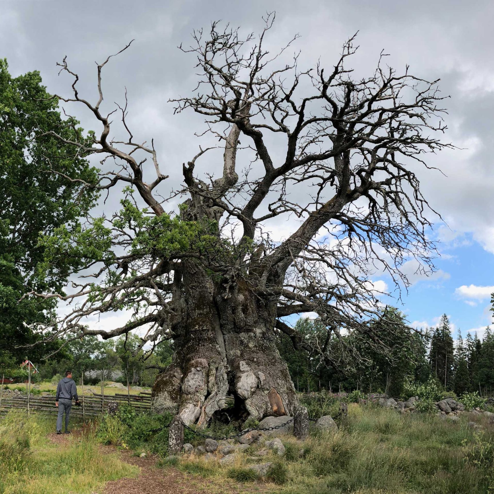 Kvilleken i Rumskulla