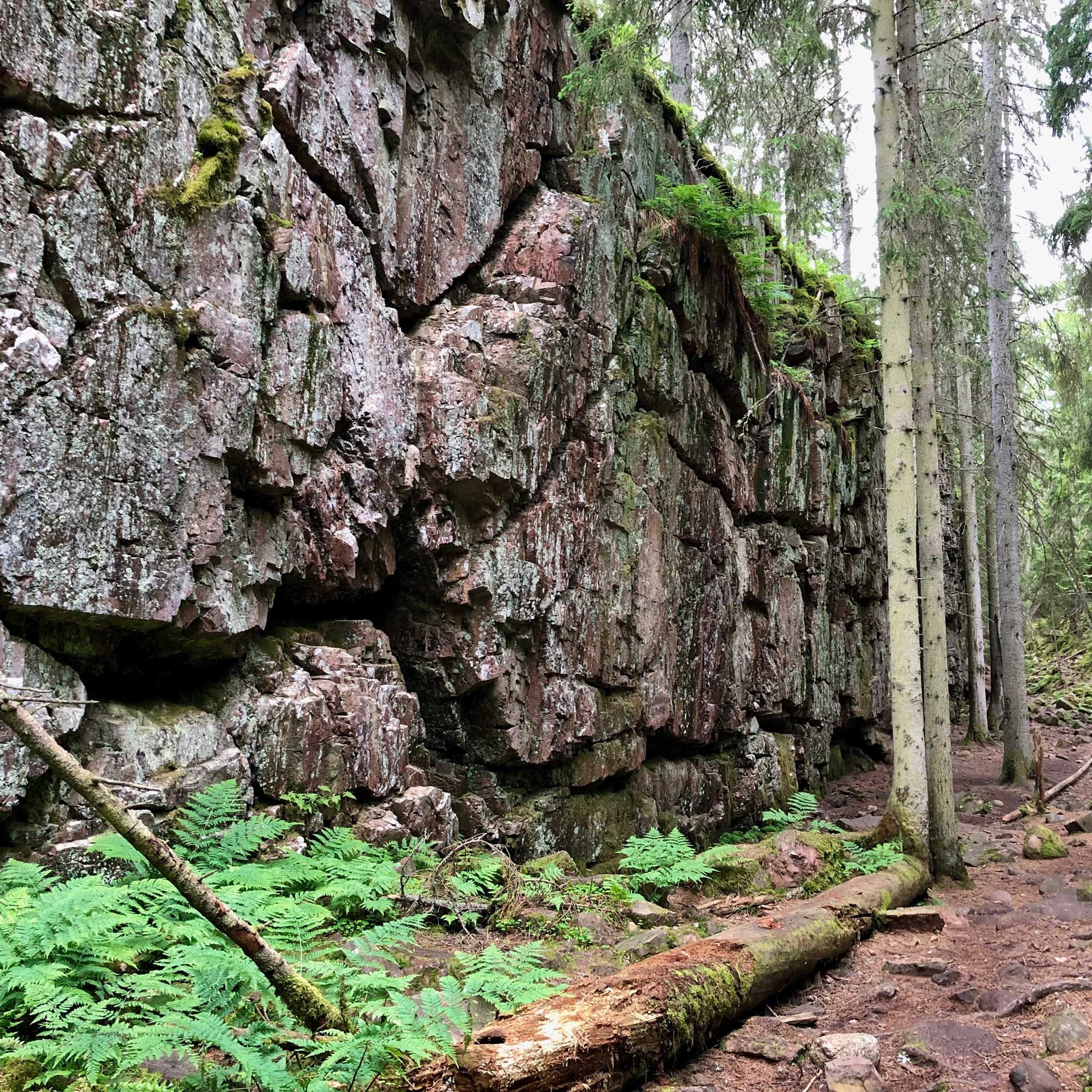 Skogen vid Skurugata